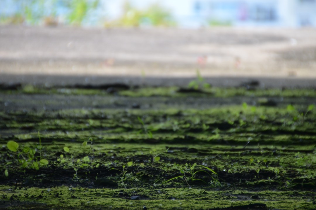Es wächst Gras darüber...