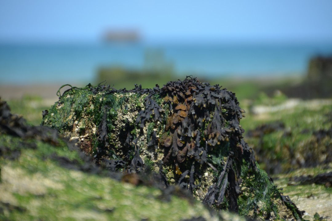 Eine Landungsbrücke in Camouflage.