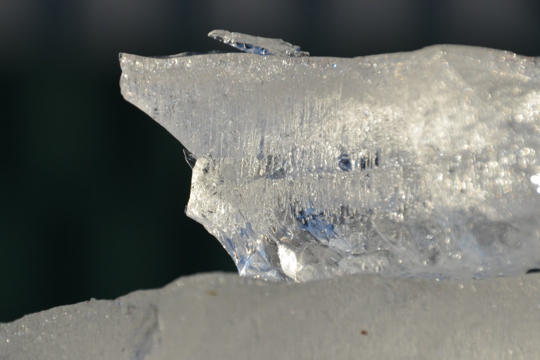 Ein Eisvogel kurz vor dem Abheben.