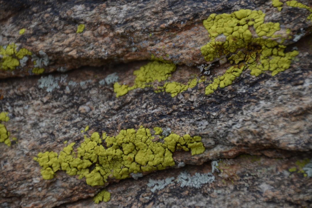 Flechten in Arizona.