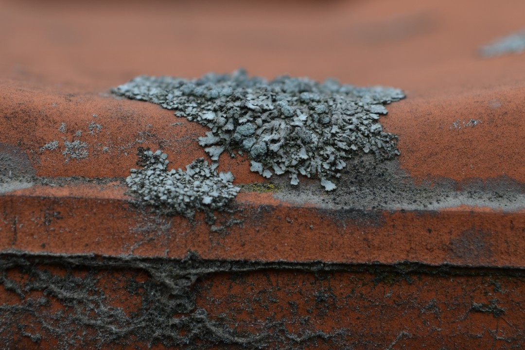 Flechten in Deutschland.