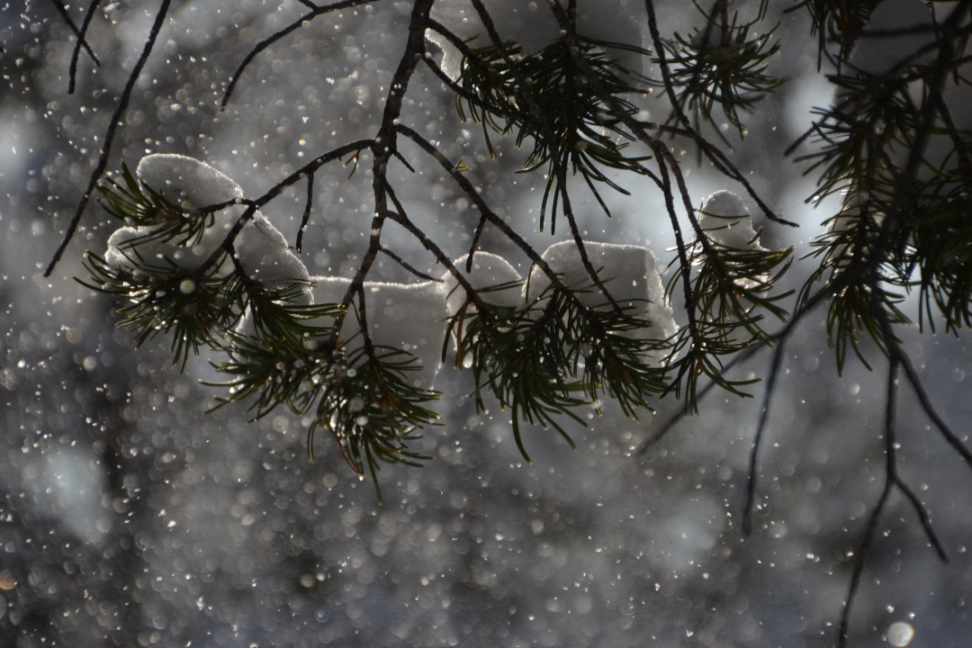 Schneeglanz in Arizona.