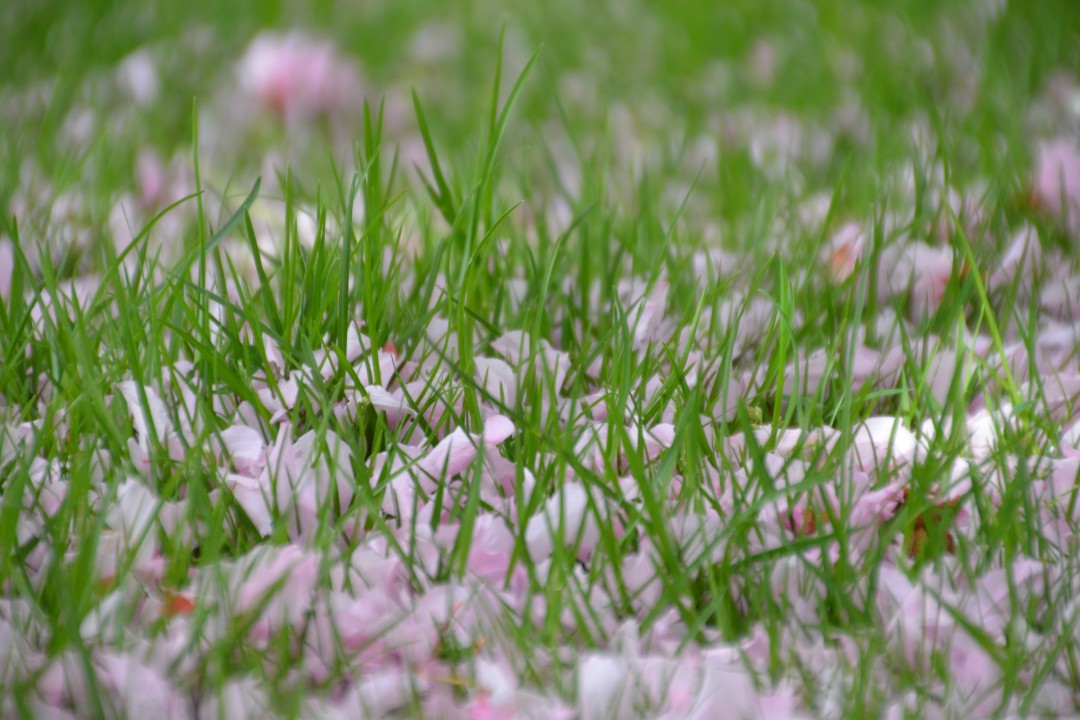 Kirschblüten im Frühlingsgras.